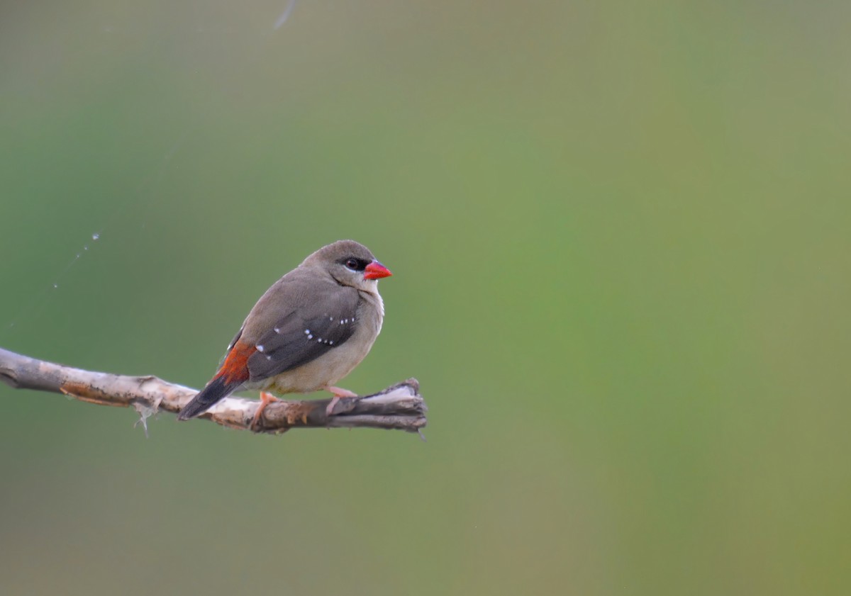 Bengalino comune - ML168905731