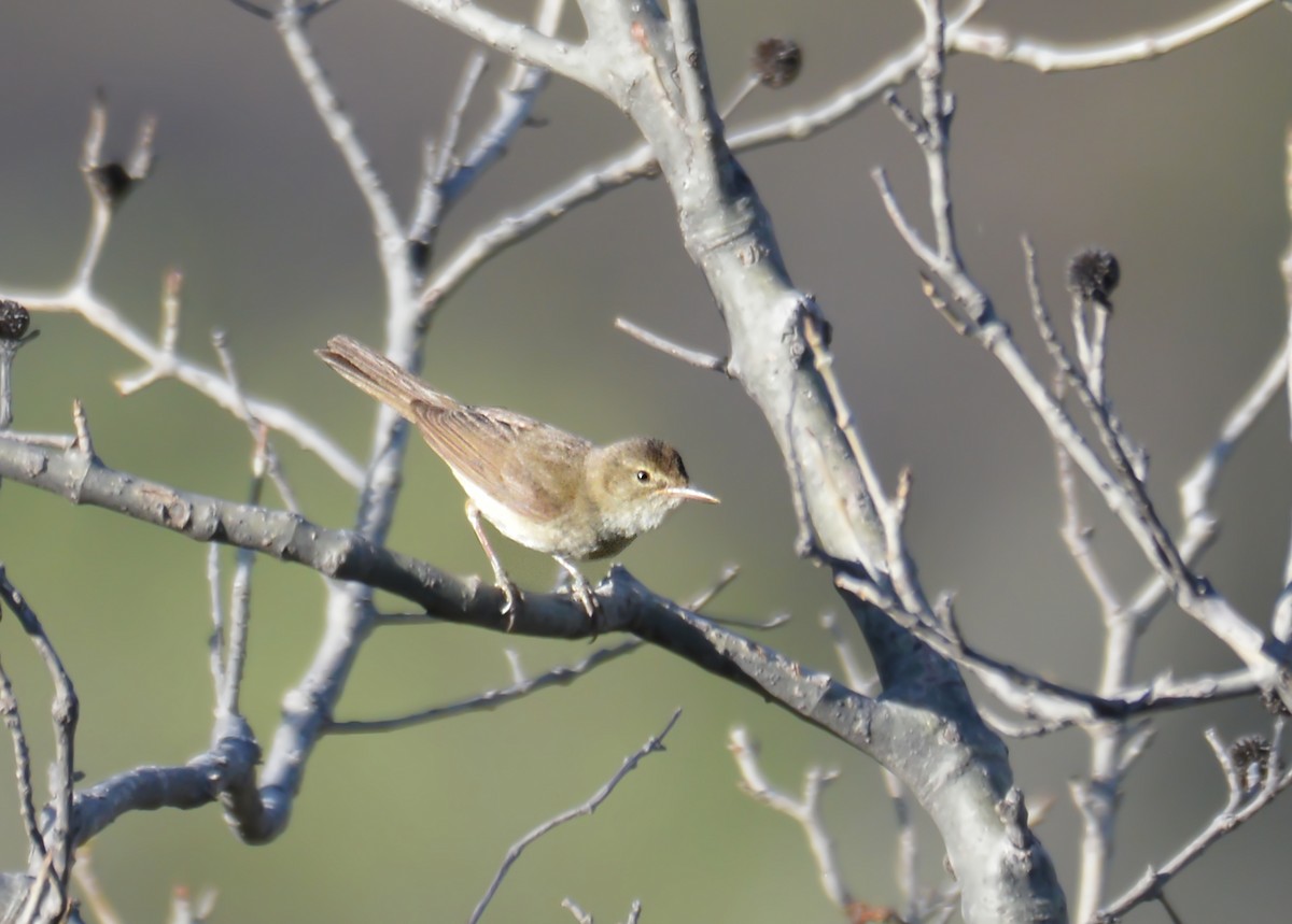 Sykes's Warbler - ML168906241
