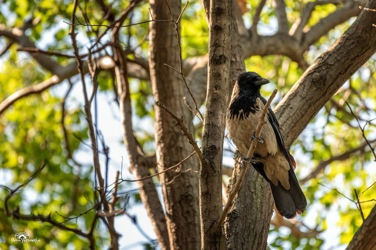 Hooded Crow - ML168906621