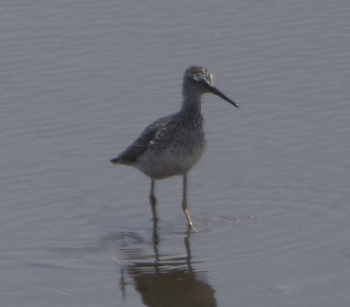 Greater Yellowlegs - ML168908191