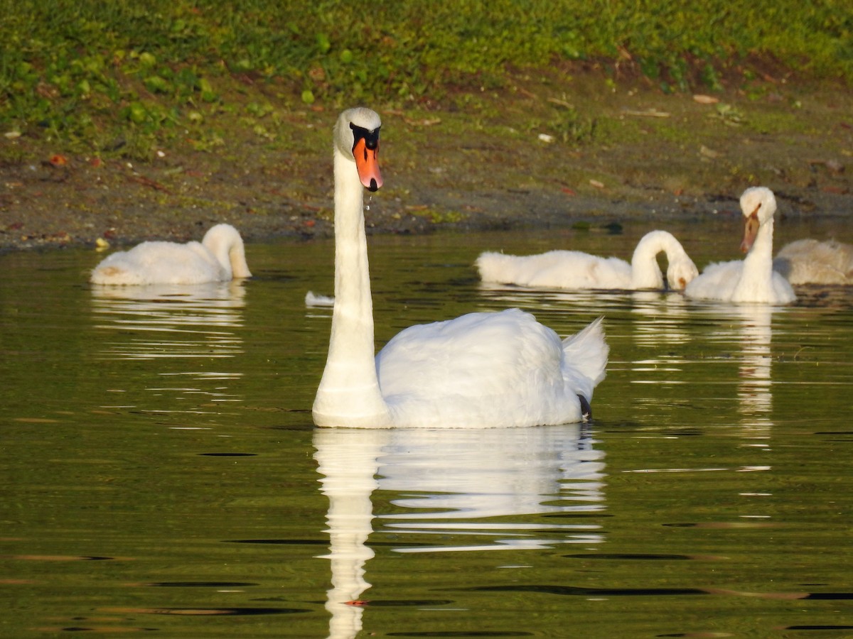 Mute Swan - ML168911301