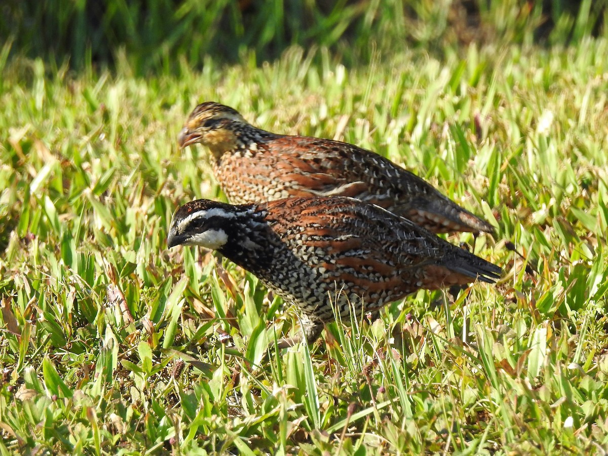 Northern Bobwhite - ML168913671