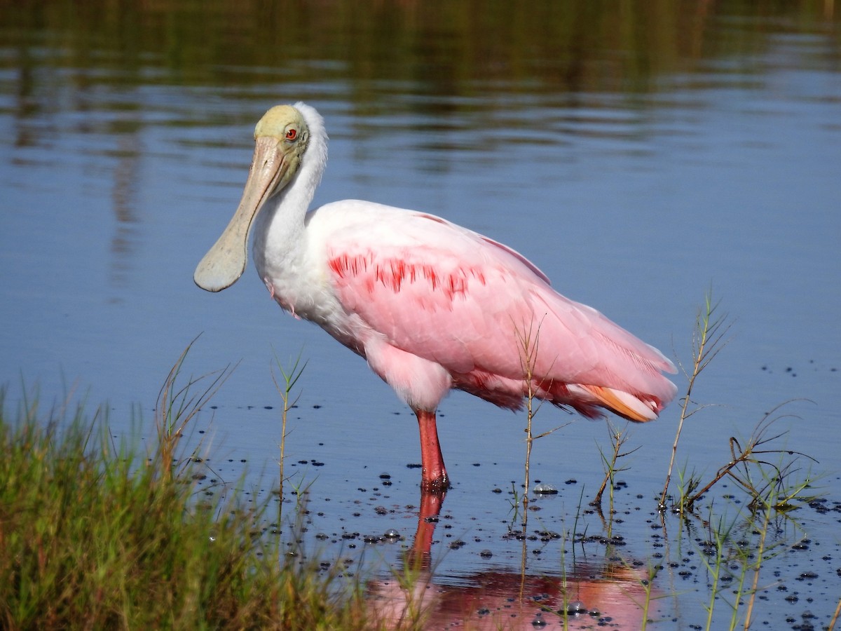 Roseate Spoonbill - ML168916671