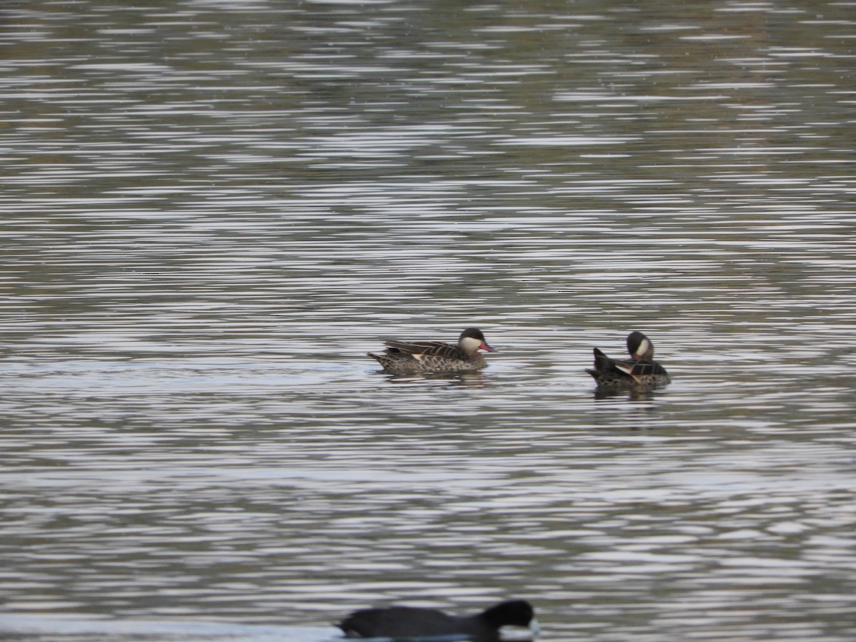 Red-billed Duck - France Desbiens