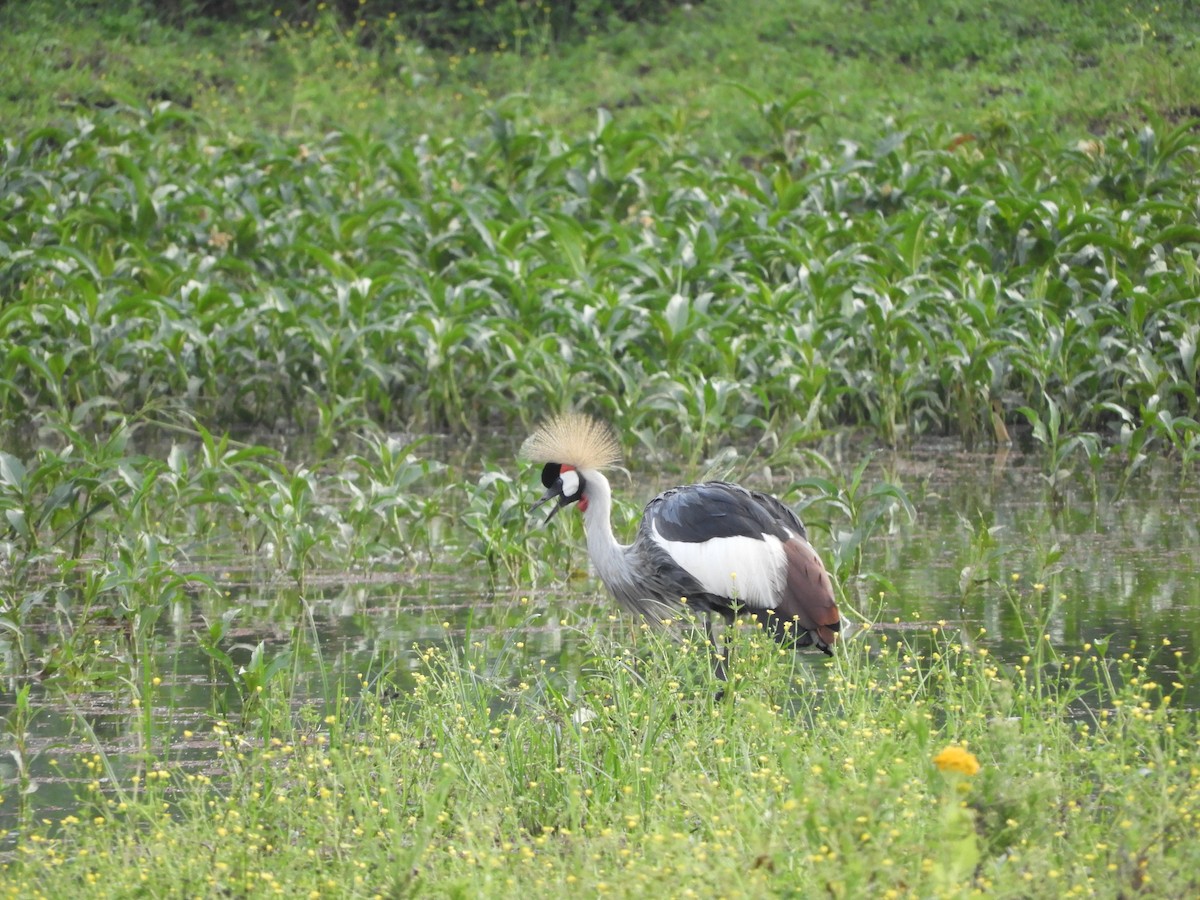 Gray Crowned-Crane - France Desbiens