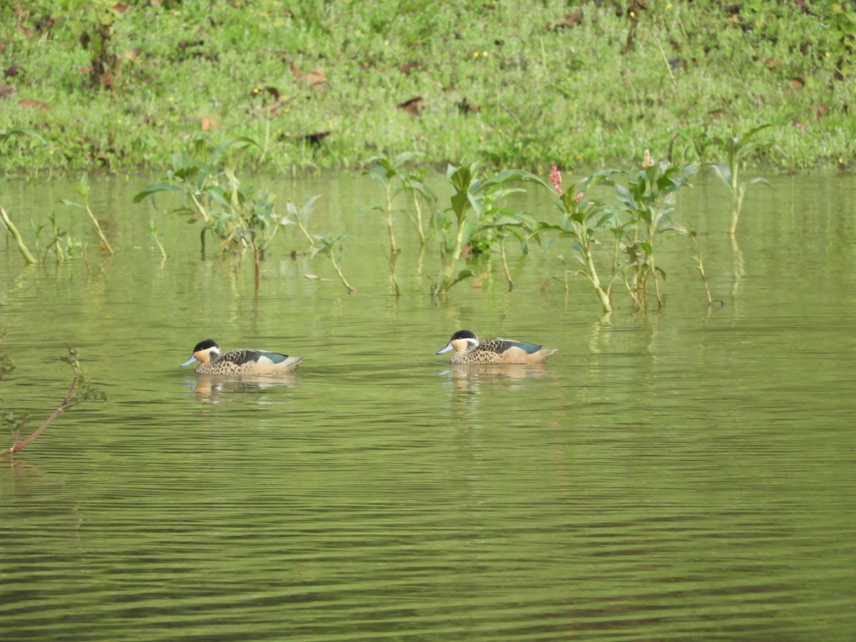 Blue-billed Teal - France Desbiens