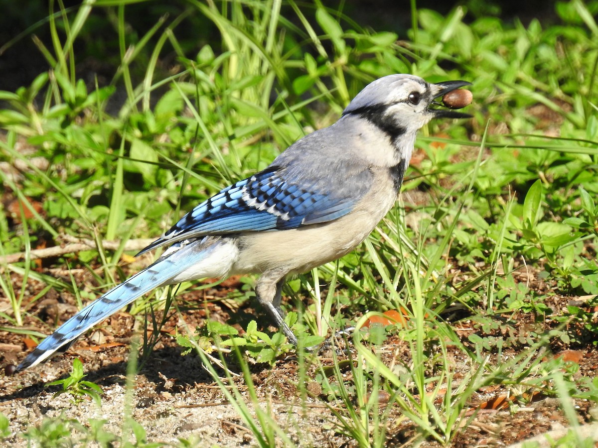 Blue Jay - ML168918751