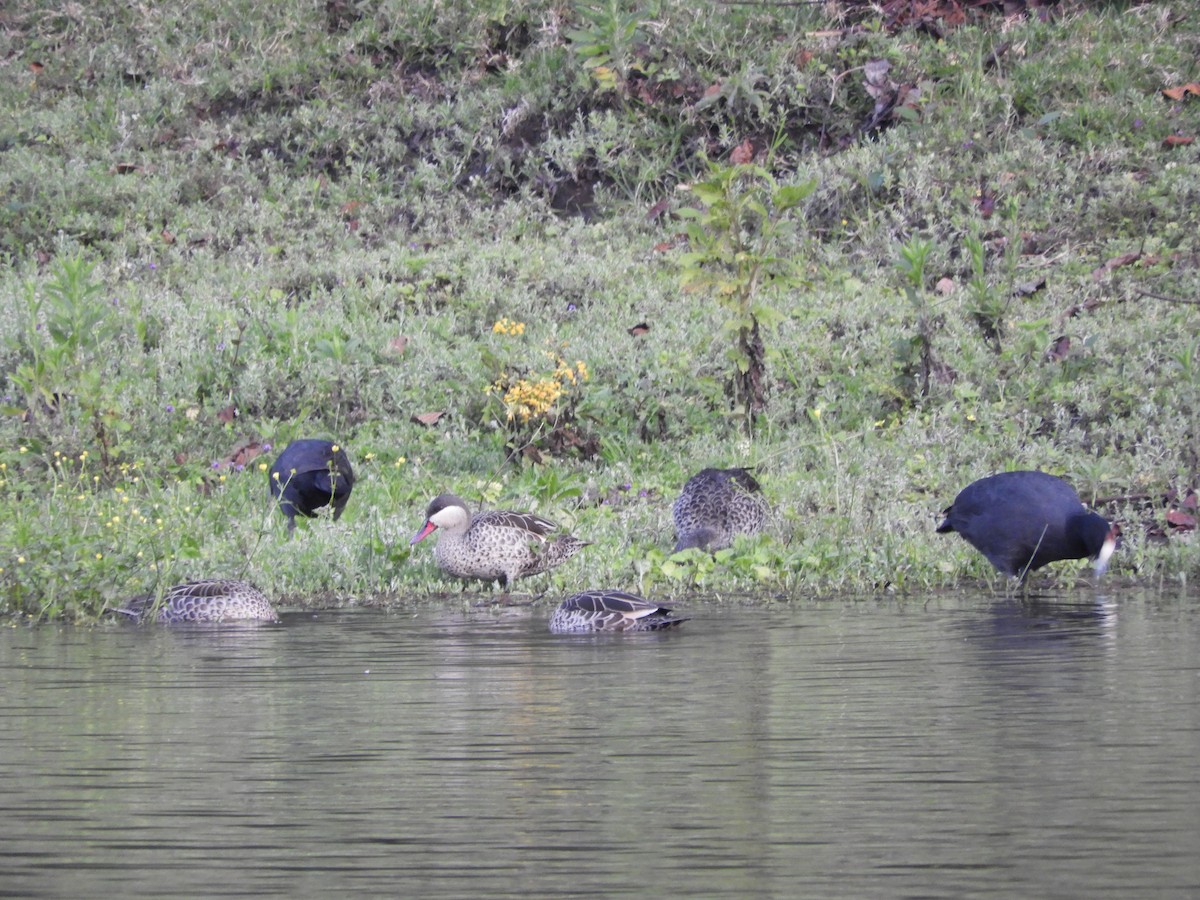 Red-billed Duck - ML168918781