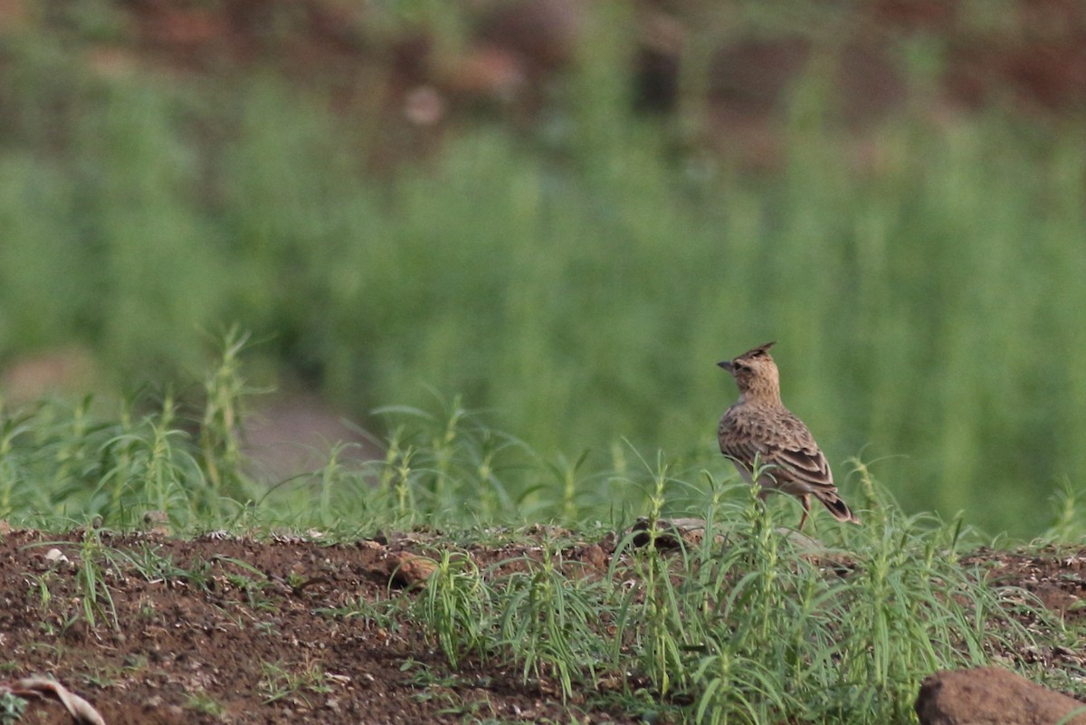 Malabar Lark - ML168919371