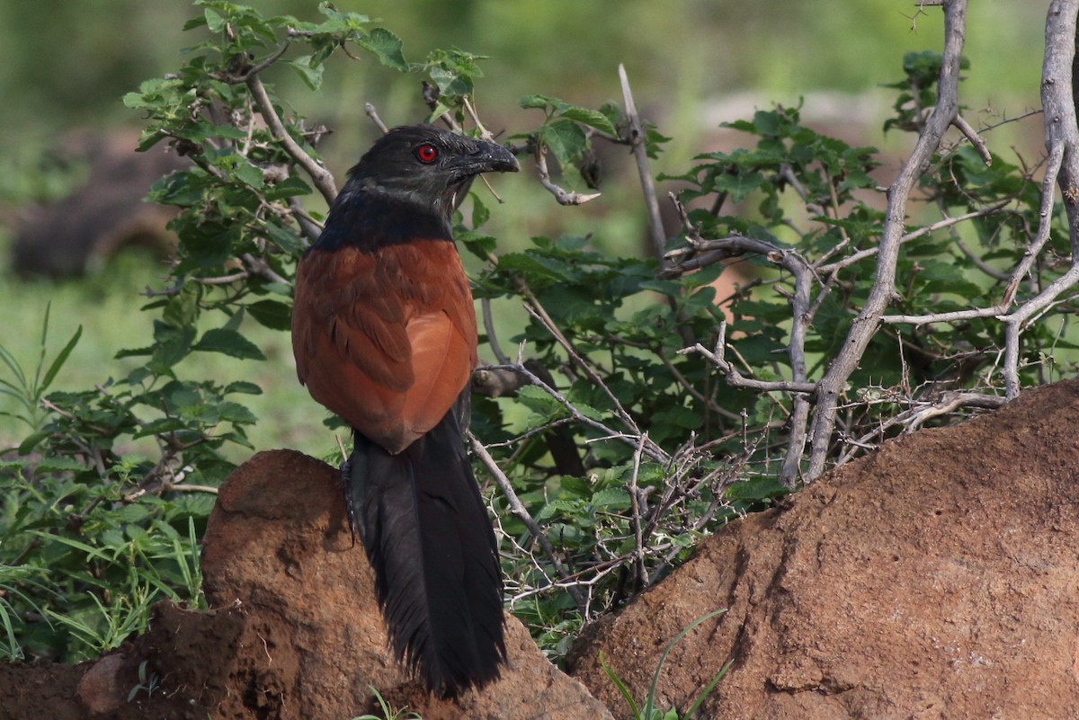 Greater Coucal - ML168919431