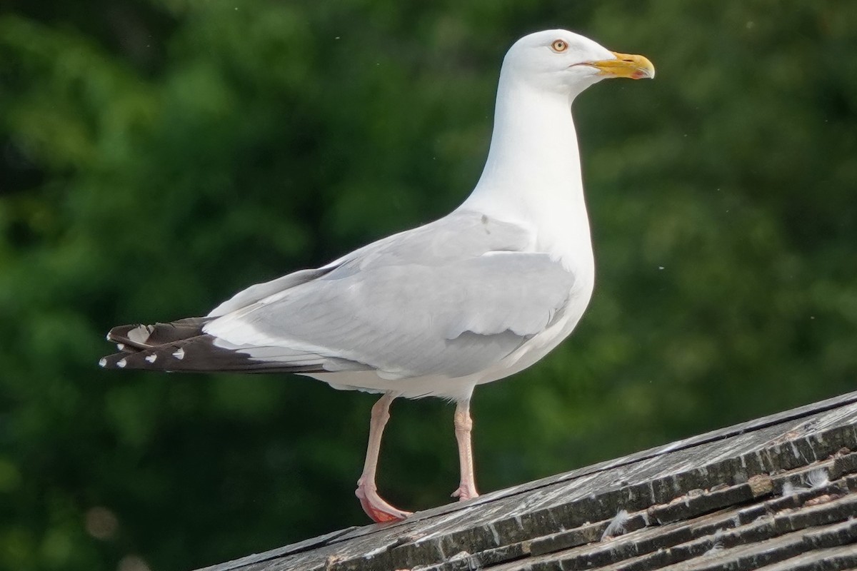 American Herring Gull - ML168920351