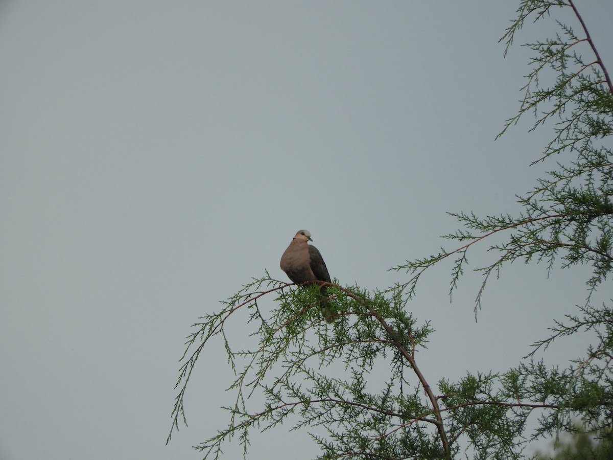 Red-eyed Dove - France Desbiens