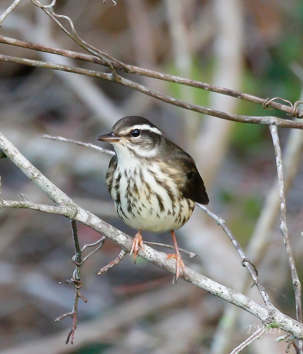 Louisiana Waterthrush - Tom Mast