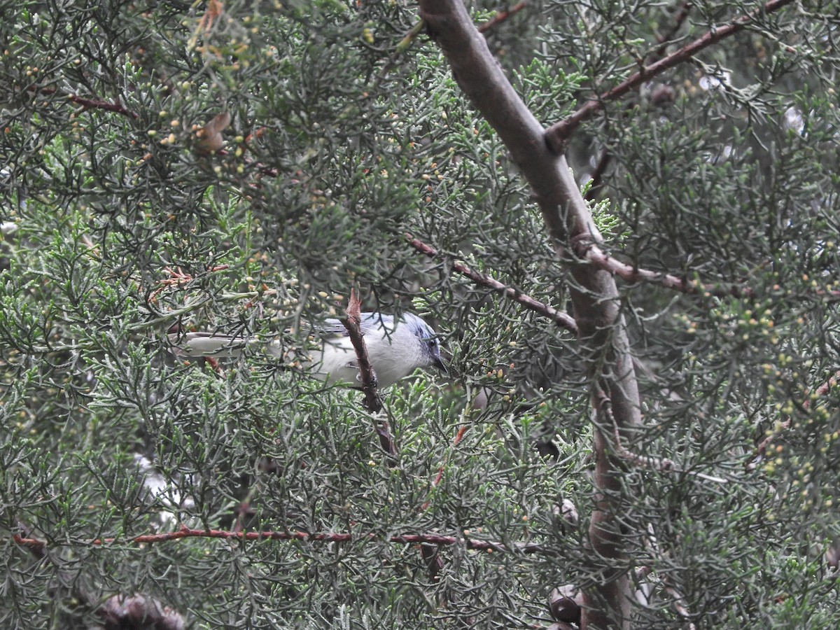 White-tailed Blue Flycatcher - France Desbiens