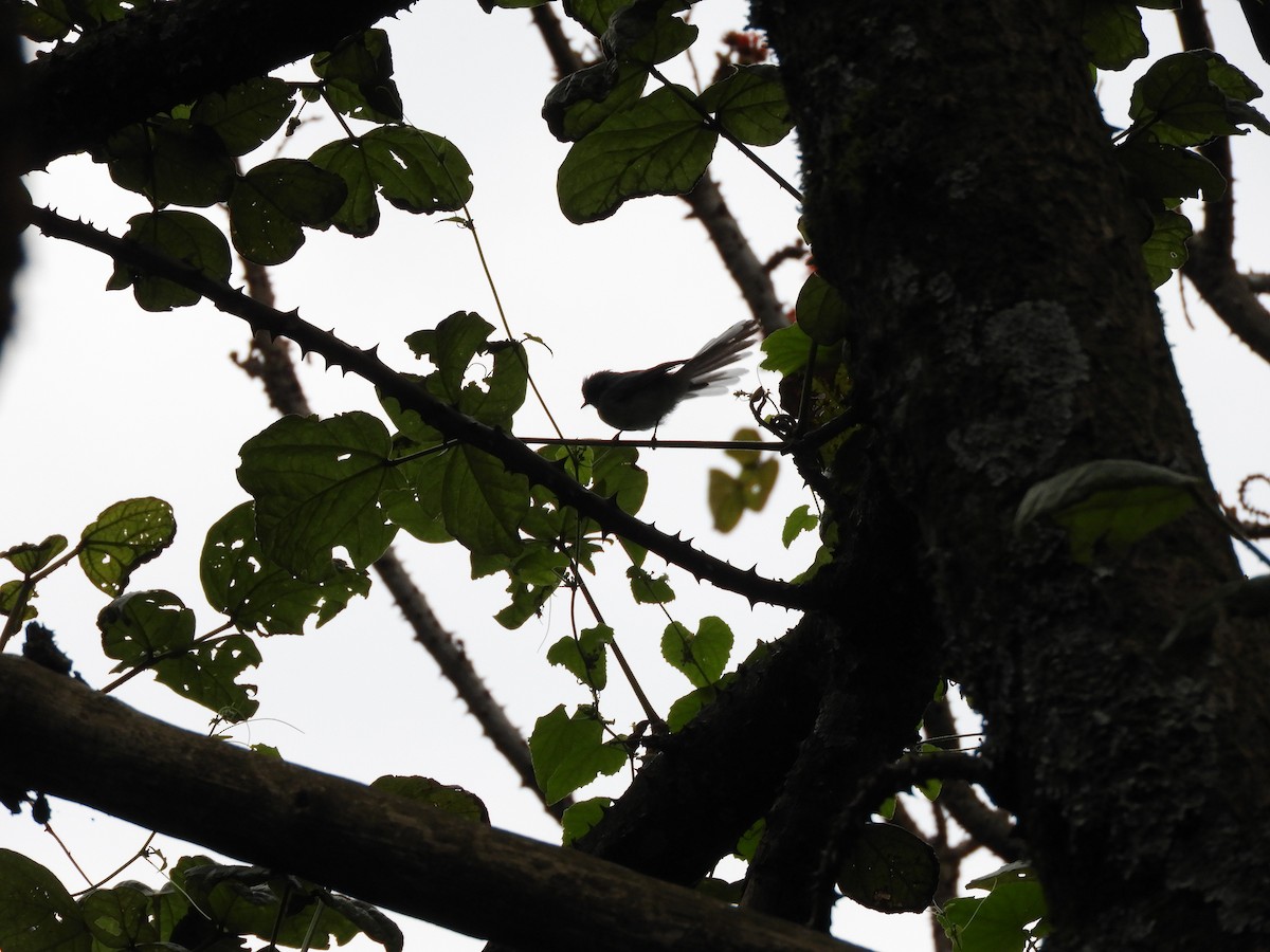 White-tailed Blue Flycatcher - France Desbiens