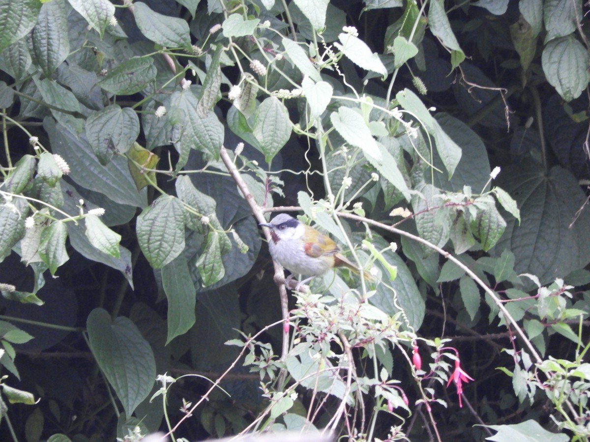 Gray-capped Warbler - ML168923691