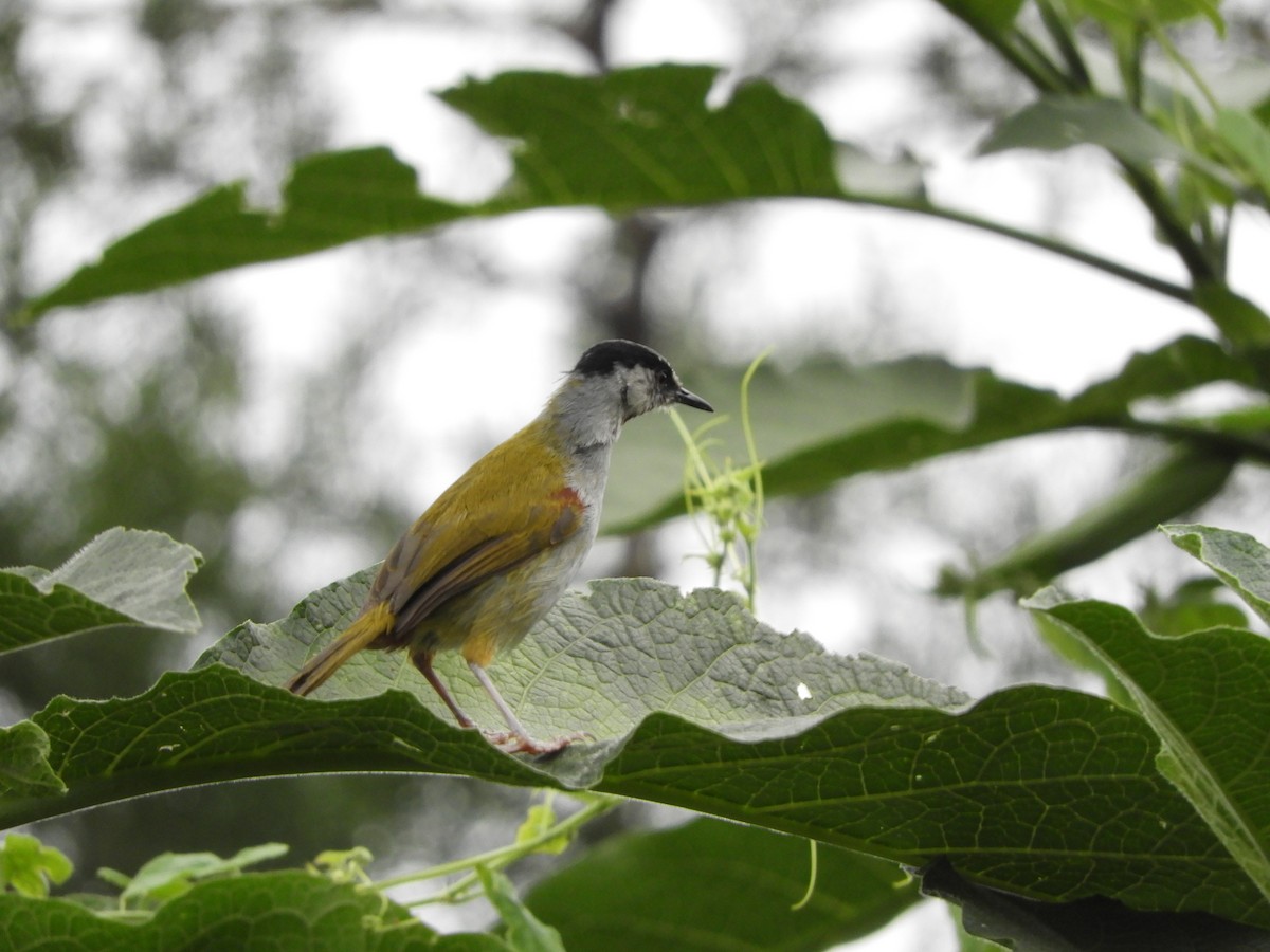 Gray-capped Warbler - ML168923721