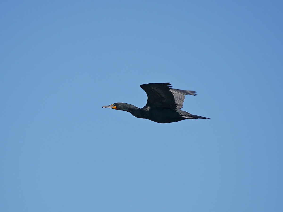 Cormoran à aigrettes - ML168926621