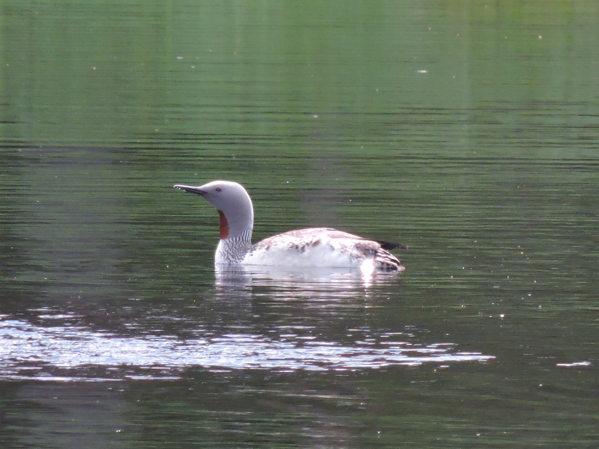 Red-throated Loon - ML168926801