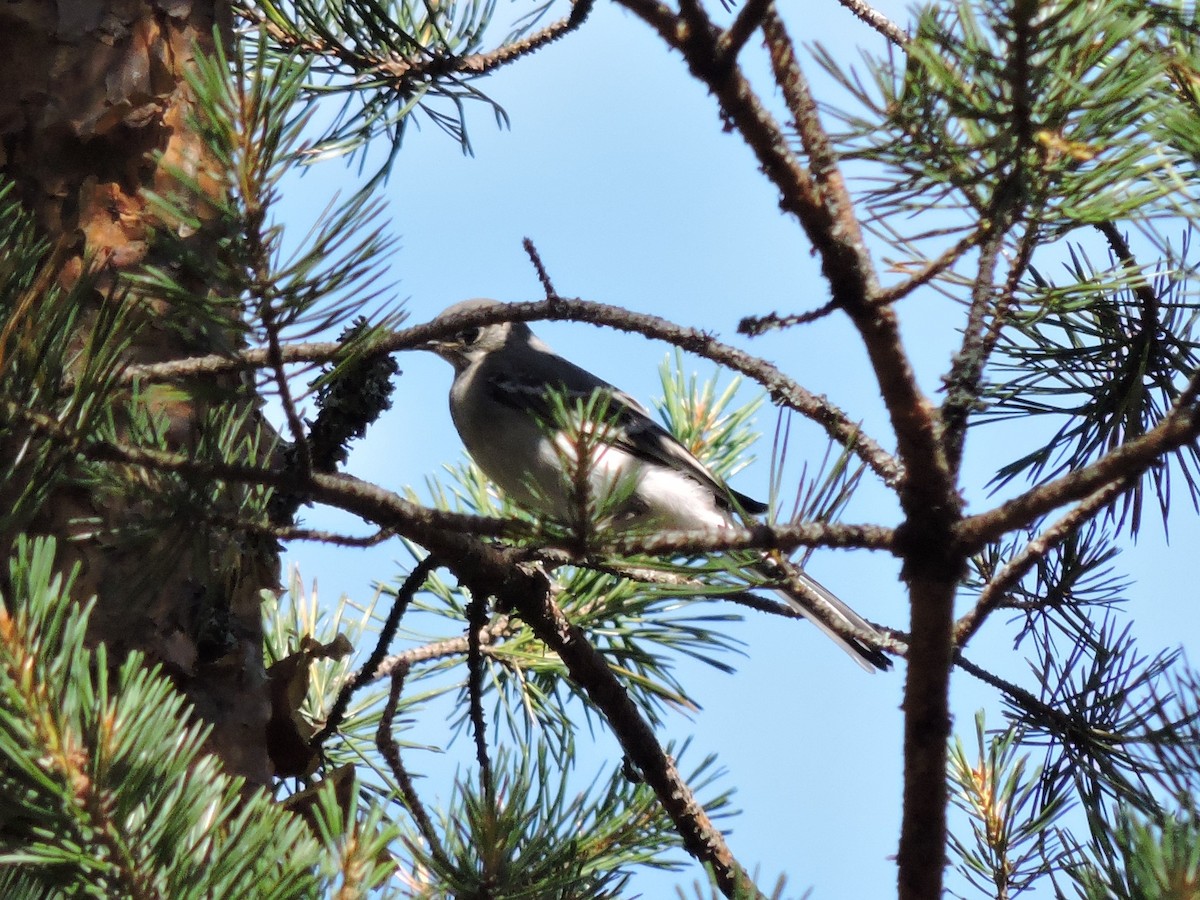 White Wagtail (White-faced) - ML168927221