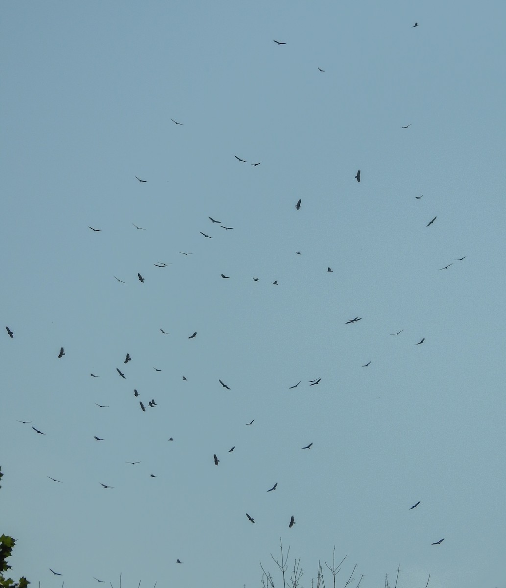 Turkey Vulture - ML168927641