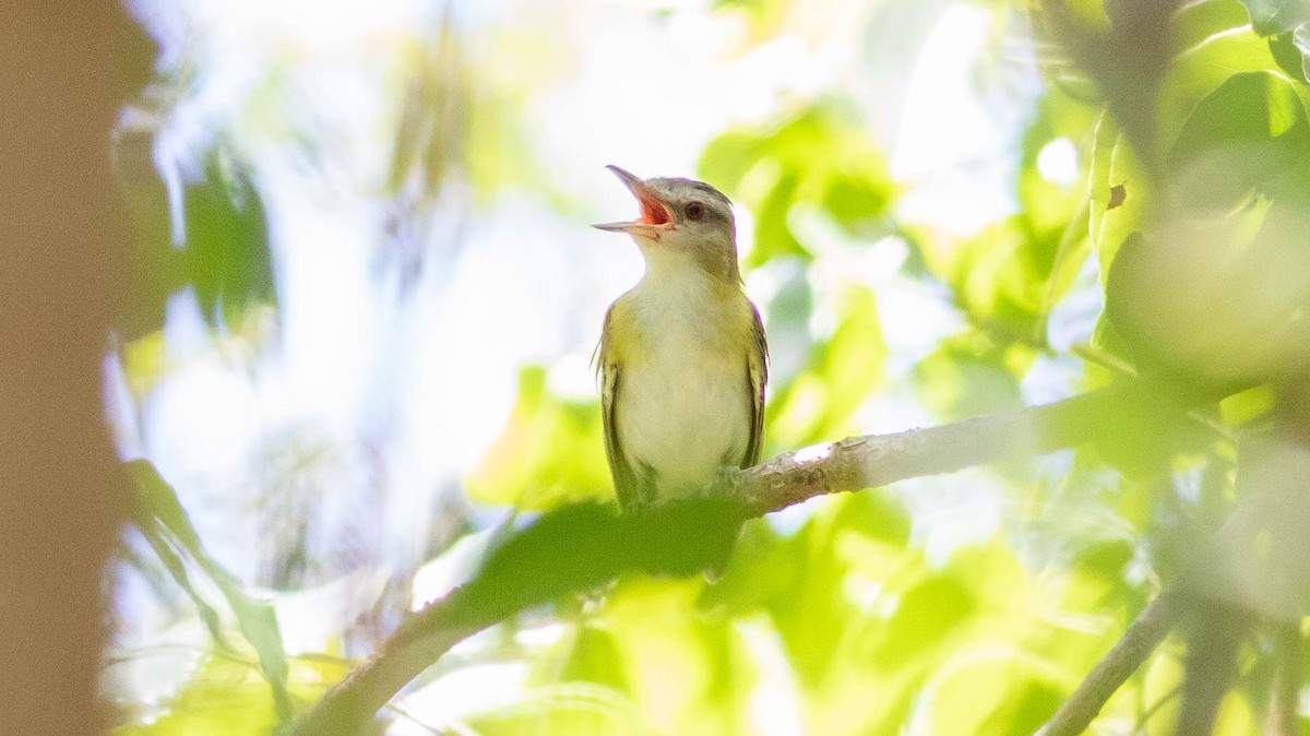 gulsidevireo - ML168929101