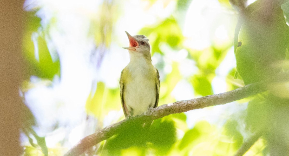 Yellow-green Vireo - Doug Gochfeld