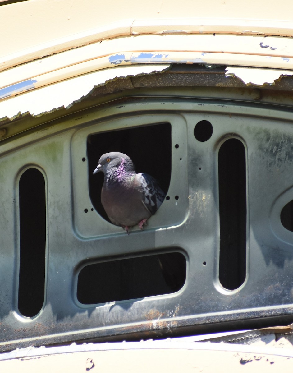 Rock Pigeon (Feral Pigeon) - ML168930051
