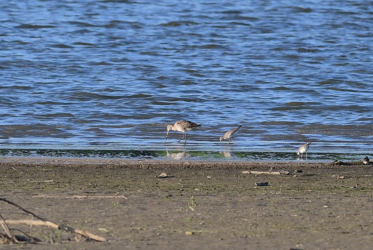 Marbled Godwit - ML168932461