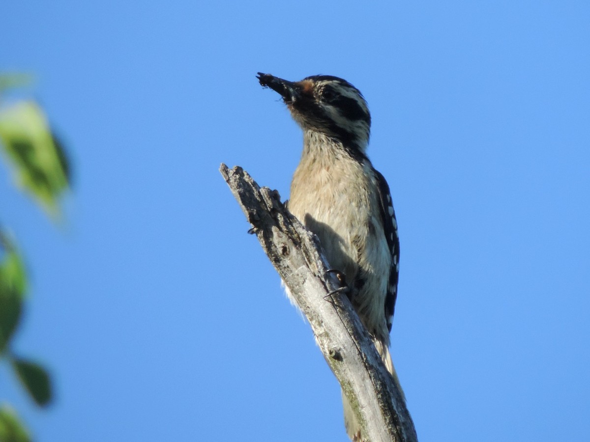 Hairy Woodpecker - Urs Geiser