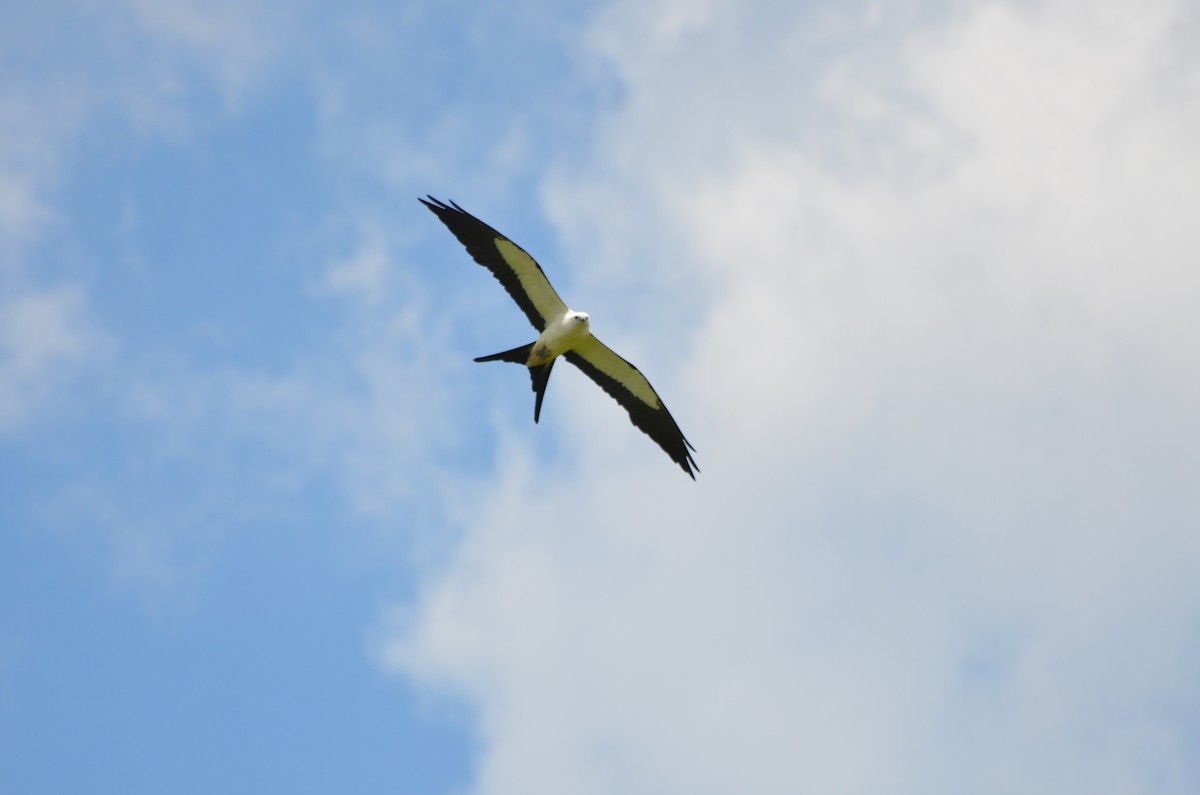 Swallow-tailed Kite - ML168934331