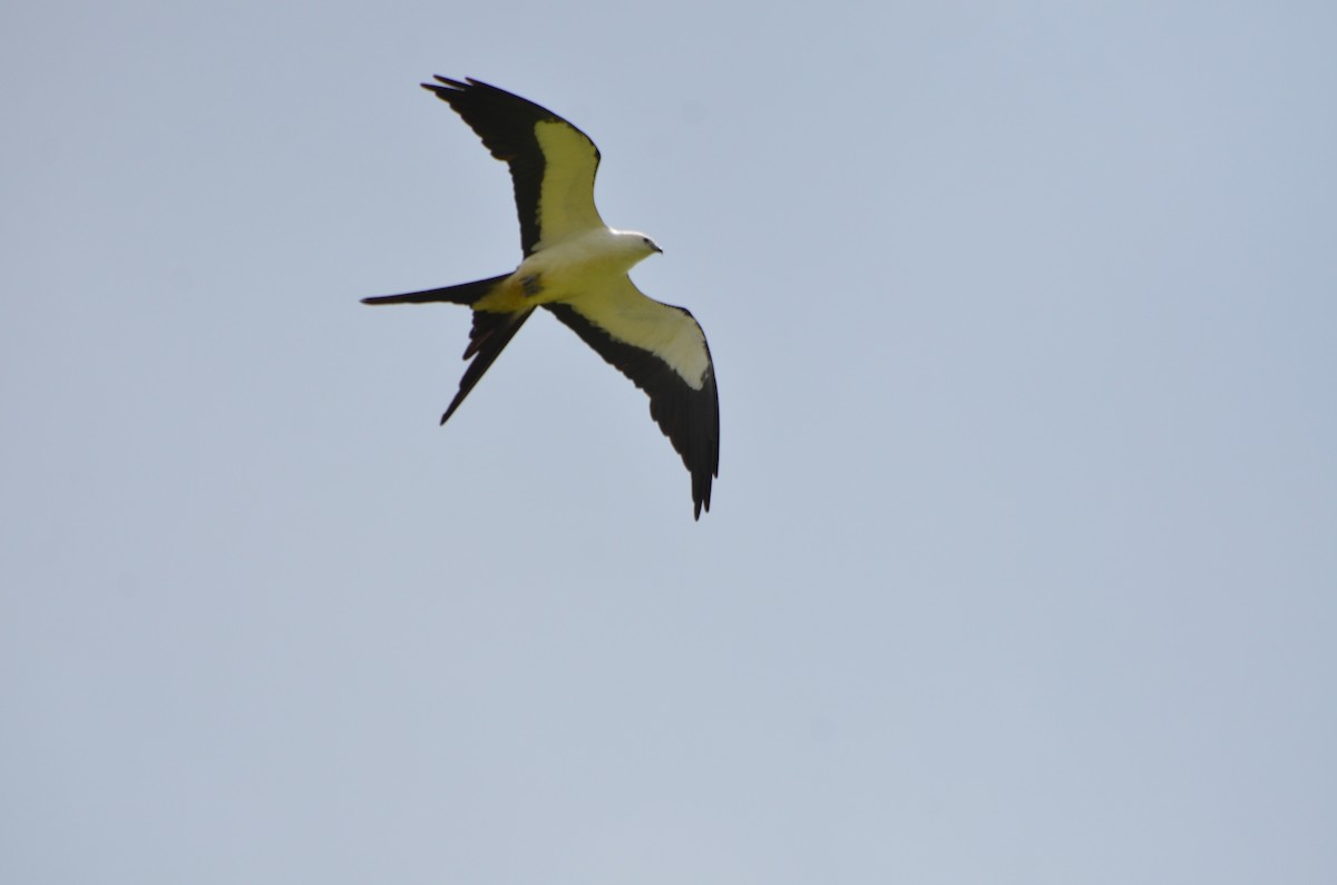 Swallow-tailed Kite - ML168934401