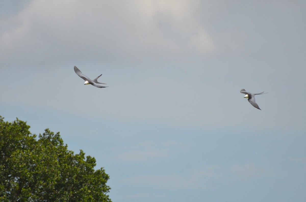 Swallow-tailed Kite - ML168934581