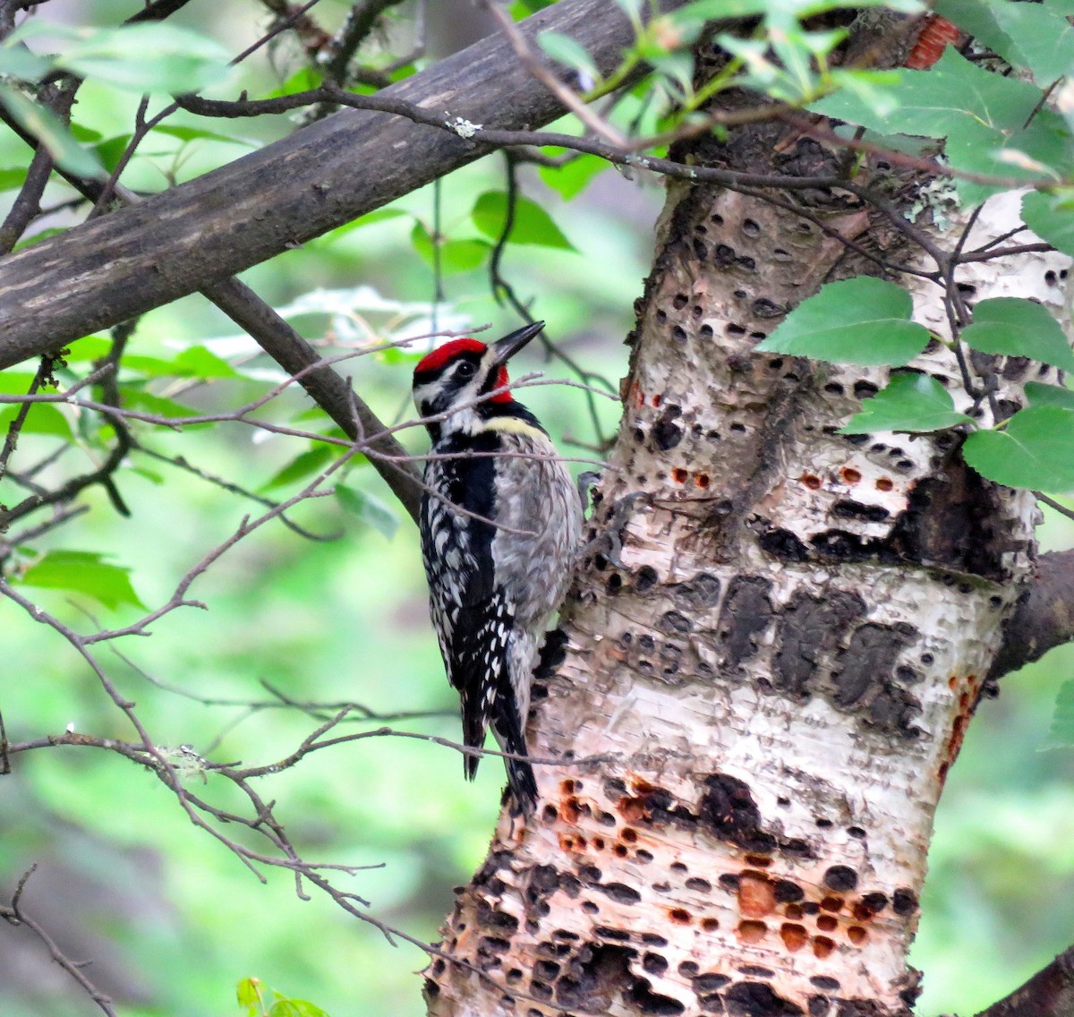 Yellow-bellied Sapsucker - ML168934681