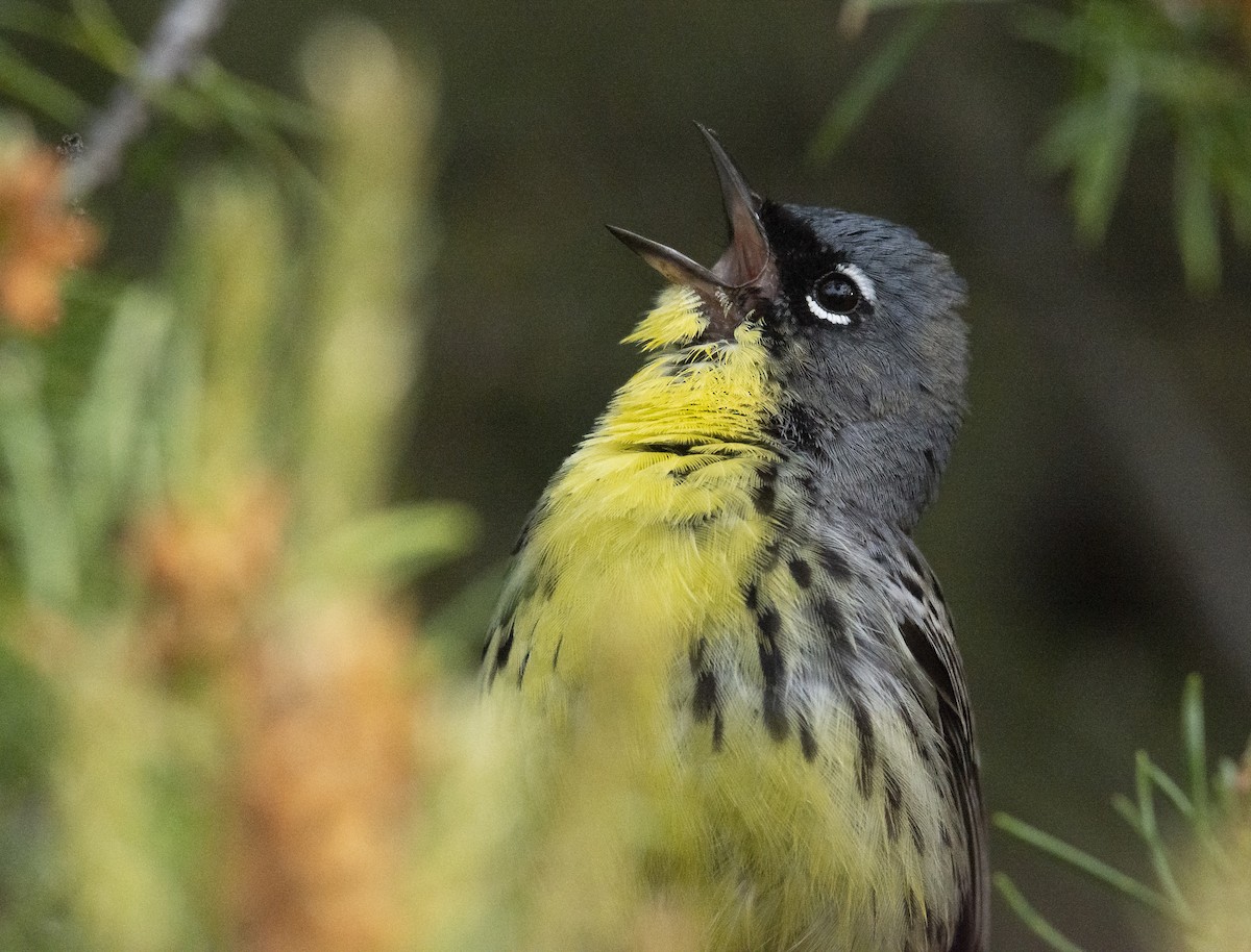 Kirtland's Warbler - Marky Mutchler