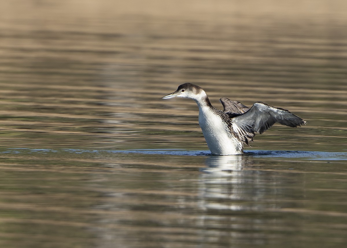 Common Loon - ML168939261