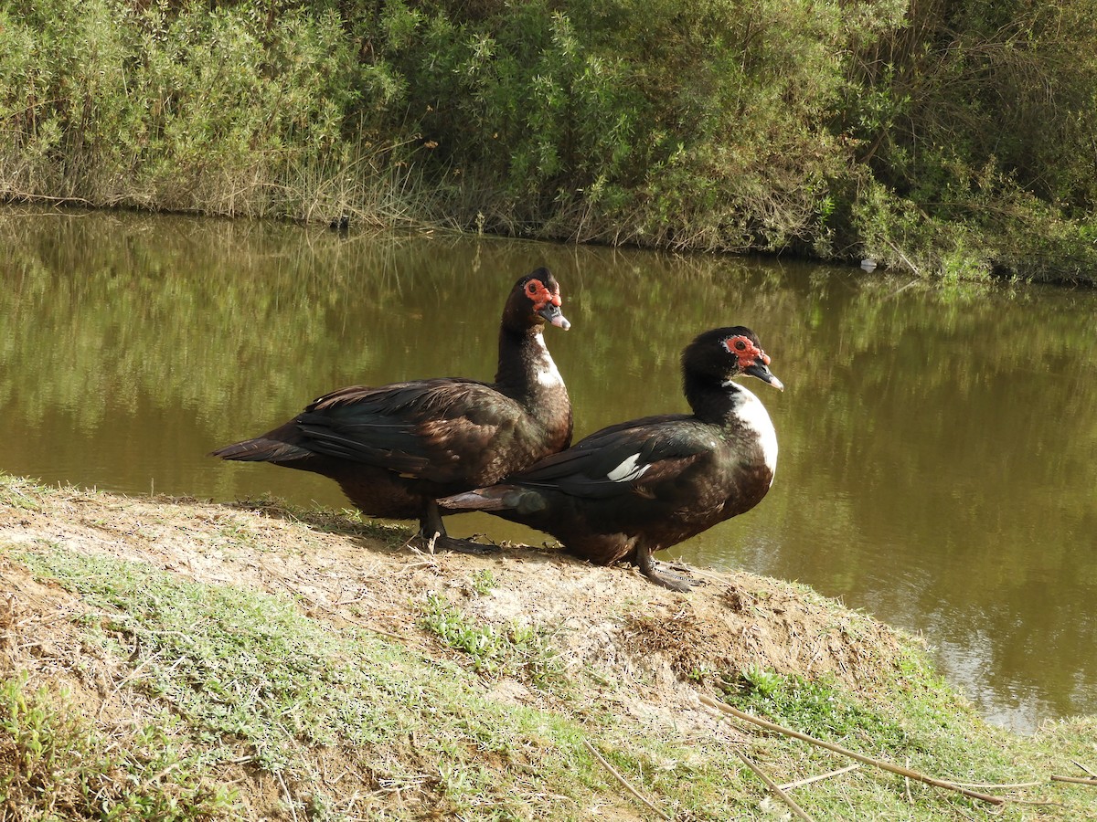 Muscovy Duck (Domestic type) - ML168939631