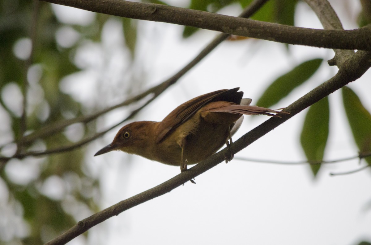 Chestnut-capped Foliage-gleaner - Maiara Vissoto