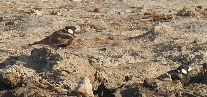 Chestnut-backed Sparrow-Lark - ML168940881