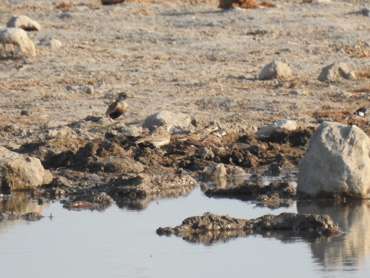 Chestnut-backed Sparrow-Lark - ML168941041