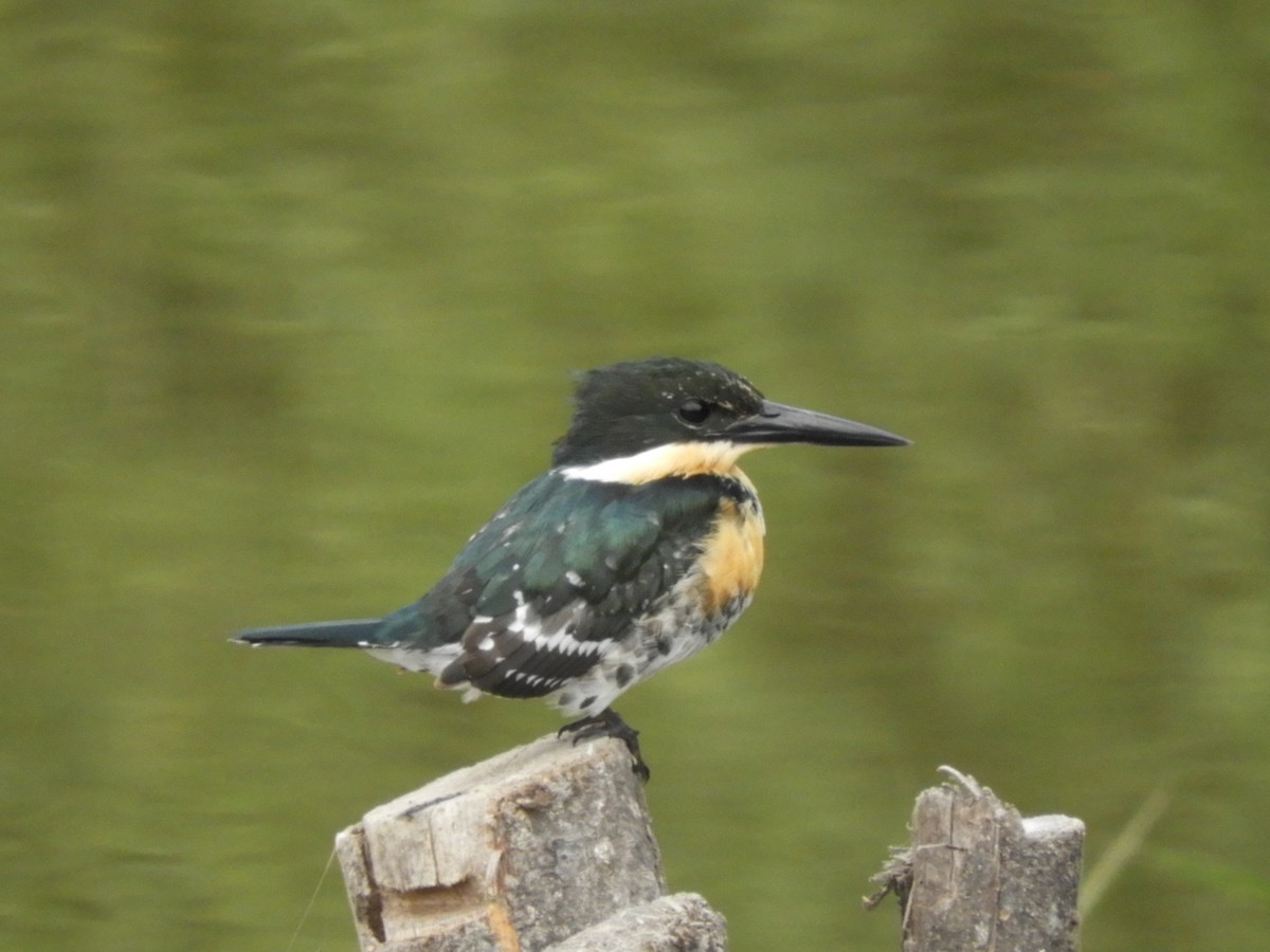 Green Kingfisher - ML168941101