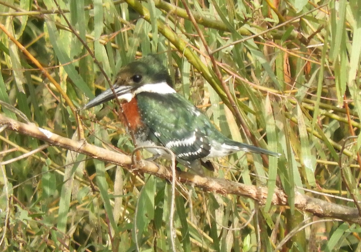 Green Kingfisher - ML168941301