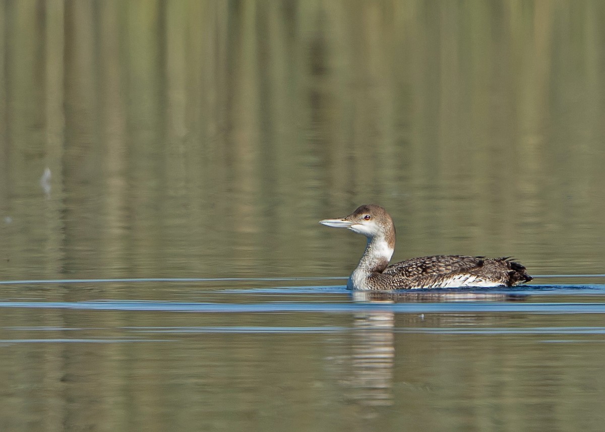 Common Loon - ML168942061