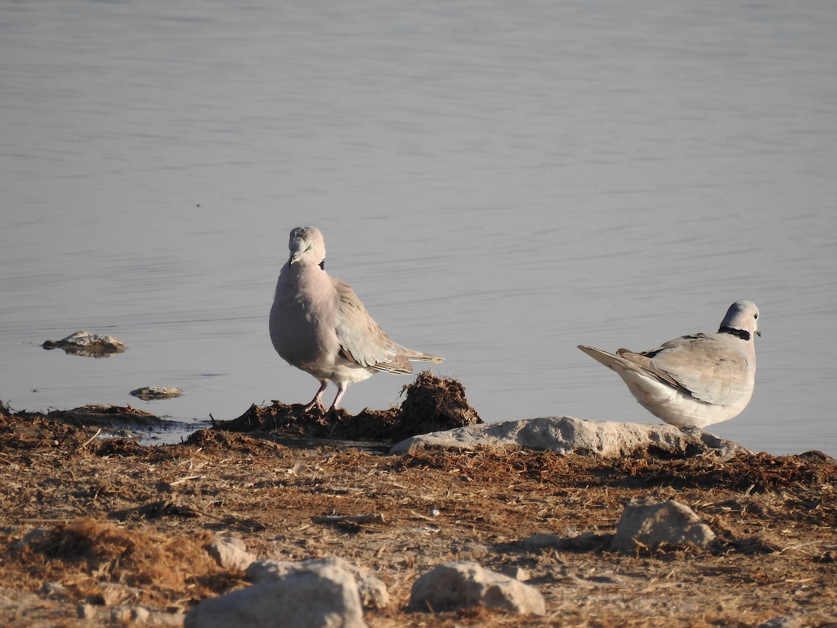 Ring-necked Dove - ML168942571