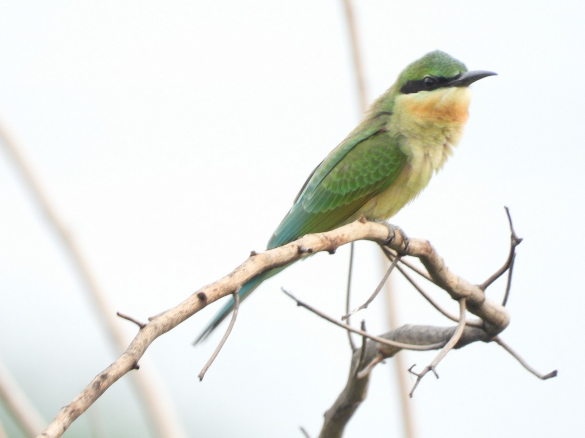 Blue-tailed Bee-eater - Lakshmikant Neve