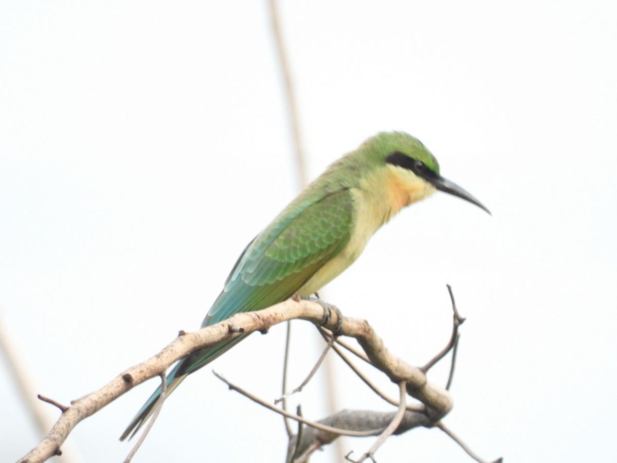 Blue-tailed Bee-eater - Lakshmikant Neve