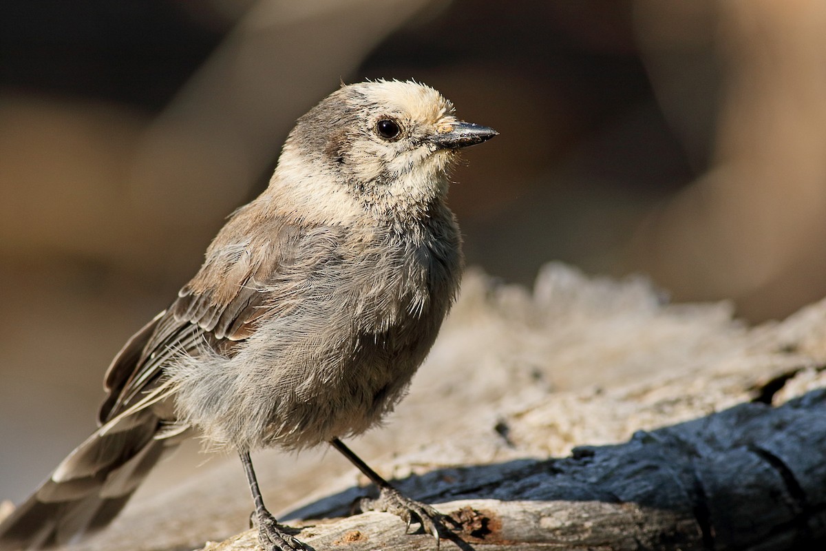 Canada Jay - ML168946261
