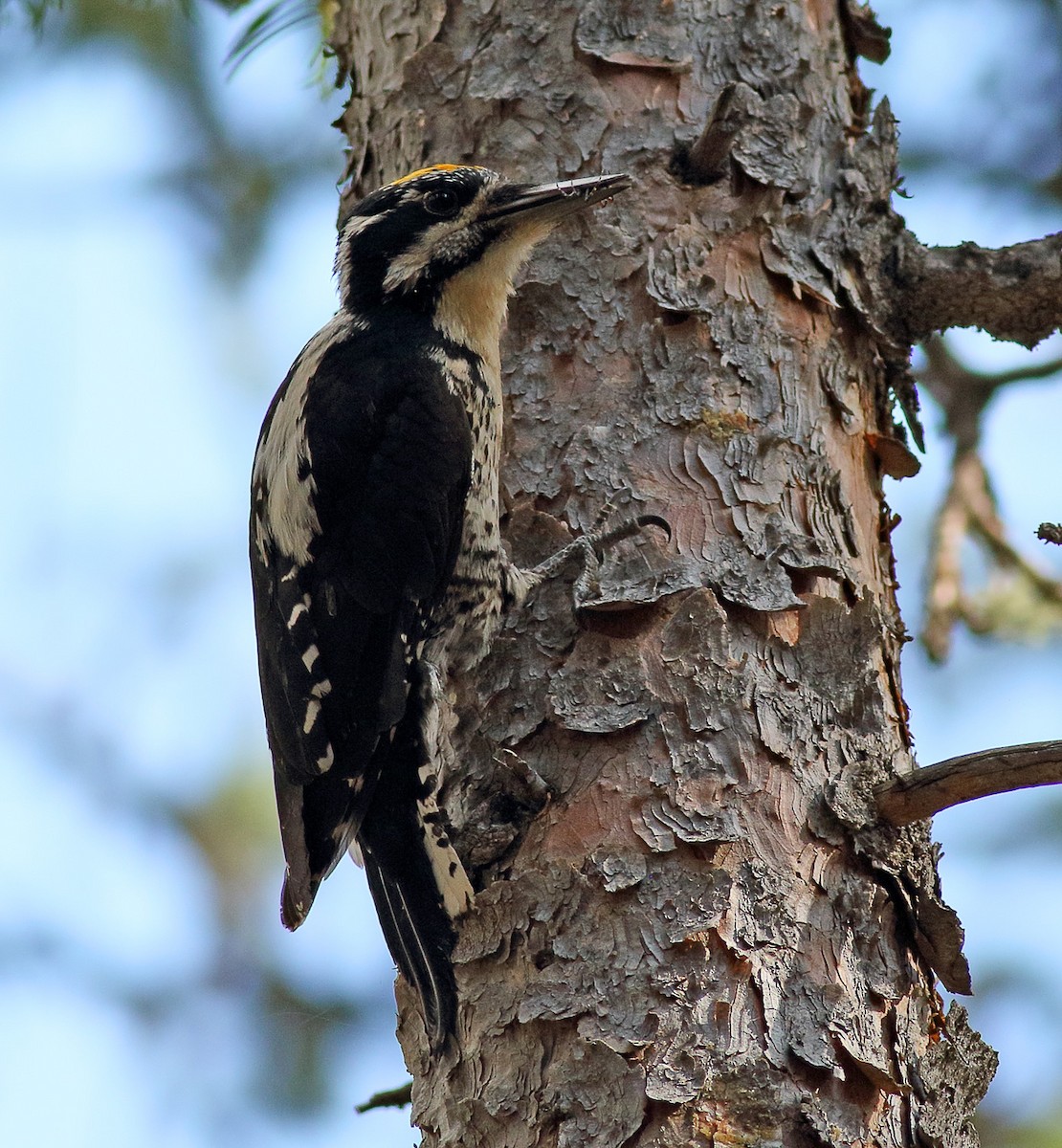 American Three-toed Woodpecker - ML168946501