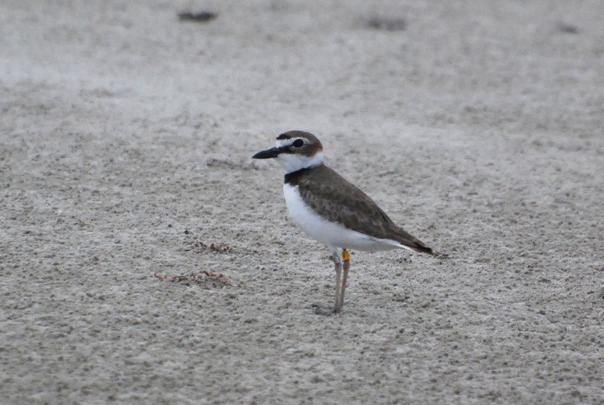 Wilson's Plover - ML168947141