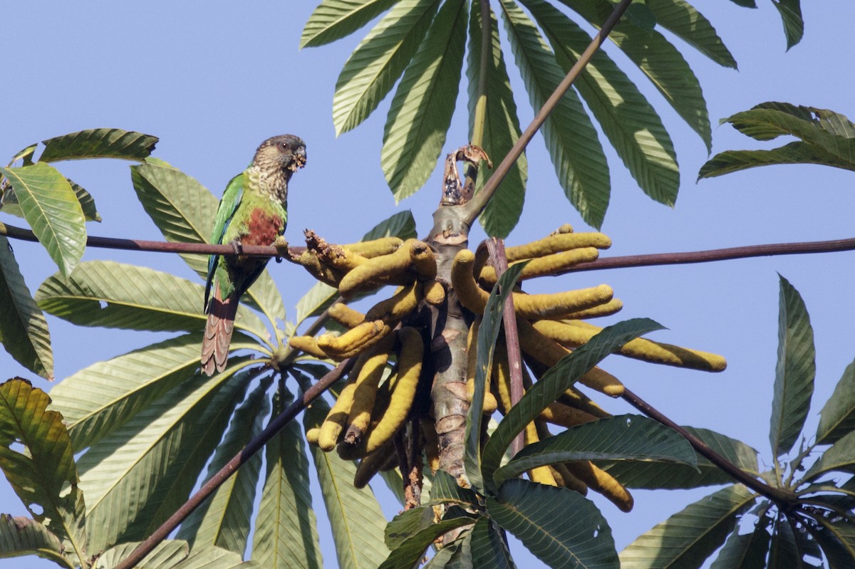 Conure de Hellmayr (snethlageae) - ML168948691